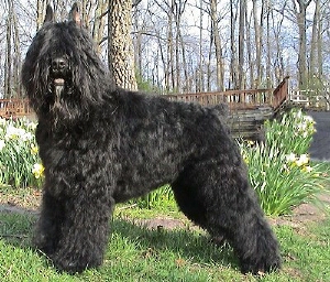  Bajnok kutya